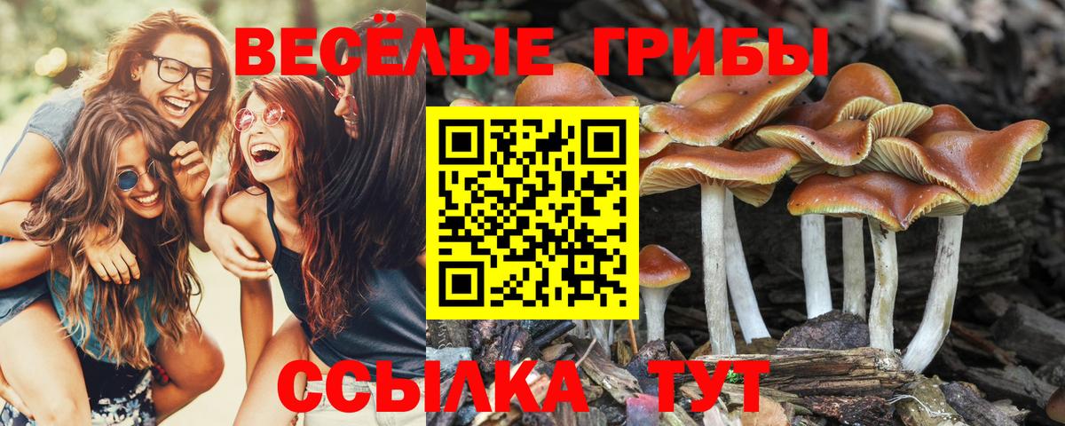Псилоцибиновые грибы GOLDEN TEACHER Гагарин